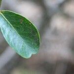 Pleurostylia pachyphloea Leaf