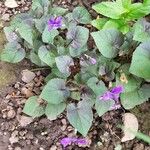 Viola labradorica Fleur