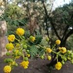 Acacia farnesiana फूल