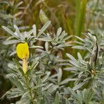 Chamaecytisus austriacus Flower