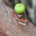 Plinia cauliflora Фрукт