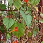 Ipomoea hederifolia عادت داشتن