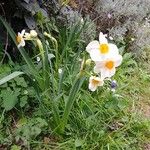 Narcissus tazetta ᱵᱟᱦᱟ