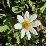 Anemone baldensis പുഷ്പം