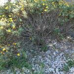 Euryops pectinatus Vivejo