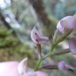 Polystachya cultriformis Blüte