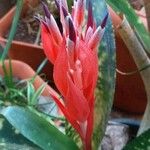 Bulbergia or Torchlight in my gardenFlower