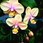 Phalaenopsis amabilis Blomst
