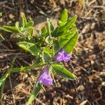 Ruellia prostrata Leaf