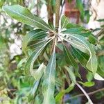 Pyrus salicifolia Leaf