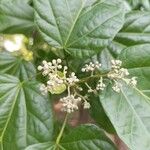 Cissus verticillata Flower