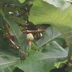 Magnolia macrophylla Fruit