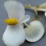 Begonia dregei Flower