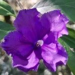 Brunfelsia australis Kvet