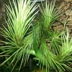 Tillandsia andreana Blatt