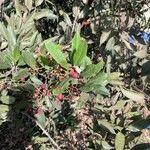 Photinia arbutifolia Blad