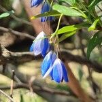 Billardiera heterophylla Flor