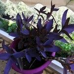 Tradescantia pallidaЛисток