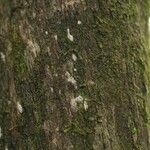 Duroia longiflora 樹皮