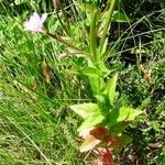 Epilobium duriaei Liść