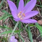 Colchicum multiflorumFlor