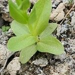 Centaurium pulchellum Ліст