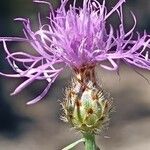 Centaurea stoebe Flor