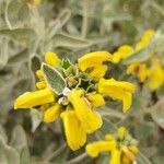 Phlomis floccosaFlower