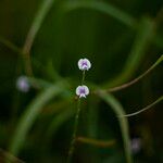 Tephrosia noctiflora फूल