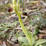 Ophrys arachnitiformis ശീലം