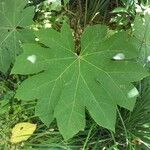 Tetrapanax papyrifer 叶