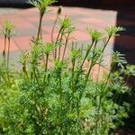 Tagetes filifolia Blatt