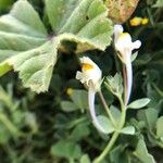 Linaria reflexa Floare