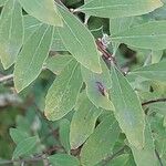 Spiraea hypericifolia Leaf