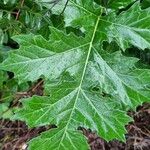 Acanthus spinosusLehti