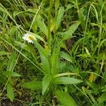 Leucanthemum heterophyllum 葉