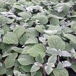 Coleus argentatus পাতা