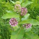 Asclepias sullivantii Листок