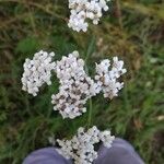 Achillea millefoliumCvet