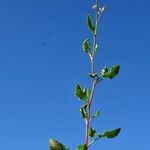 Rumex roseus Hábito