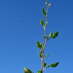 Rumex roseus Pokrój