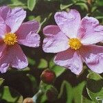 Cistus parviflorus പുഷ്പം