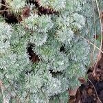 Cotula hispida Hoja