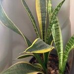 Dracaena stuckyi Lapas