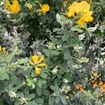 Genista monspessulana 形态