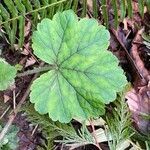 Tellima grandiflora पत्ता