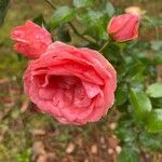 Rosa chinensis Flower