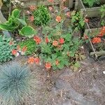 Geum coccineum ശീലം