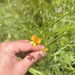 Lathyrus annuus Flower