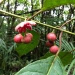 Siparuna thecaphora Fruit